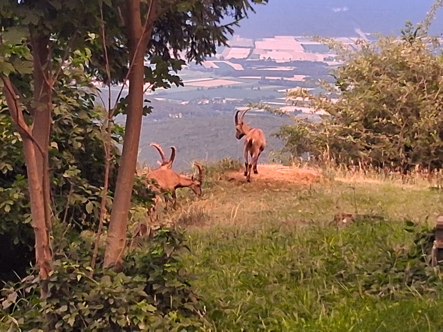 Hohe Wand – Waldeggerhaus Runde